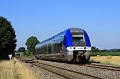 B81516